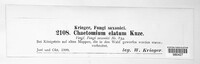 Chaetomium elatum image